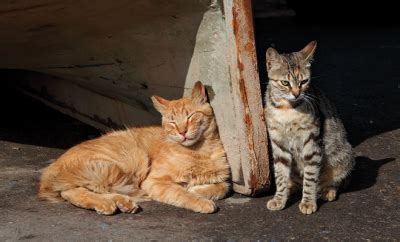 Controlling Feral Cat Colonies – HERLIFE Magazine