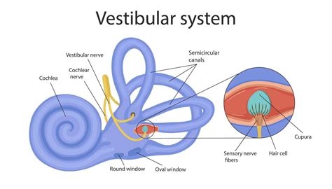 vestibular system. the inner ear and its relation to balance and ...