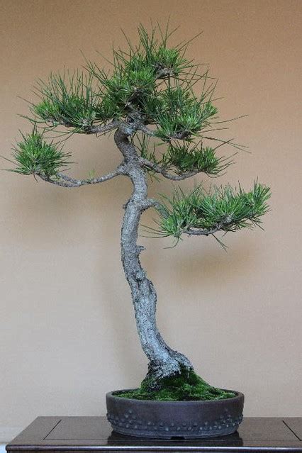 Img Wa Adictos Bonsai Flickr