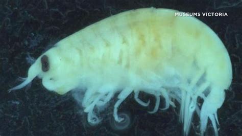 Australia: Flesh-eating sea fleas attack teen's leg while swimming