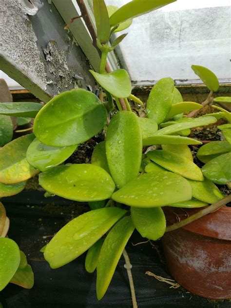 Hoya Diversifolia Blume World Flora Pl Ntnet Identify