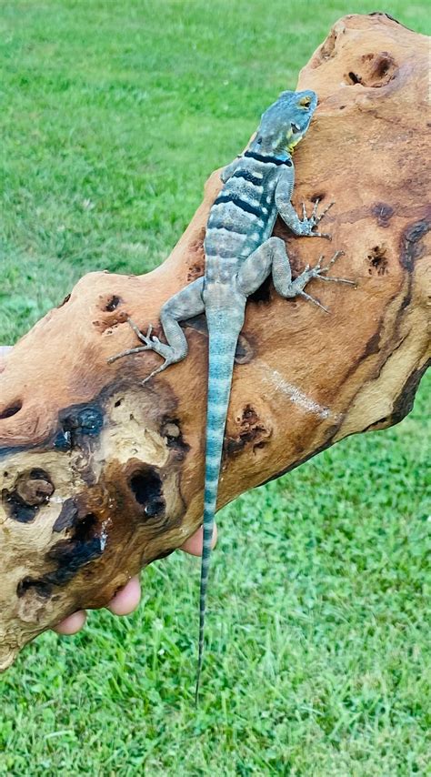 Pair Cb Subadult Baja Blue Rock Lizards Other Lizard By Pauls Cool