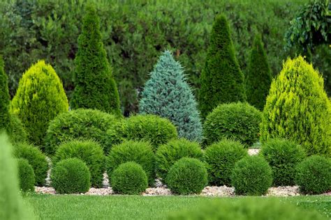 How Far Apart To Plant Arborvitae By Type