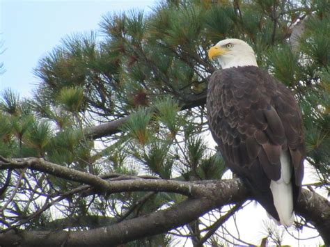 Resident Eagle Smithsonian Photo Contest Smithsonian Magazine