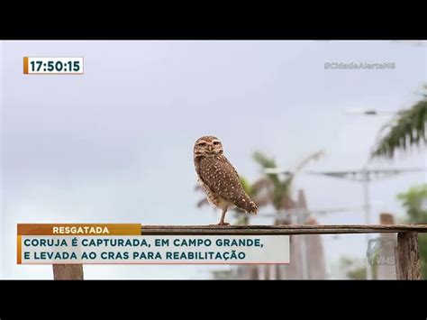 Coruja é capturada em Campo Grande e levada ao CRAS para reabilitação