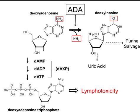 Pdf Adenosine Deaminase Ada Deficient Severe Combined Immune