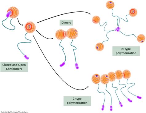 In This Illustration We Depict The Role Of Self Interactions In Download Scientific Diagram