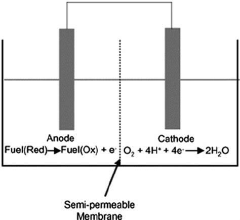 Schematic Of A Basic Biofuel Cell Consisting An Anode Cathode And A Download Scientific