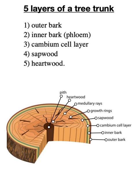 Tree Bark Layers 3 Meigs Point Nature Center