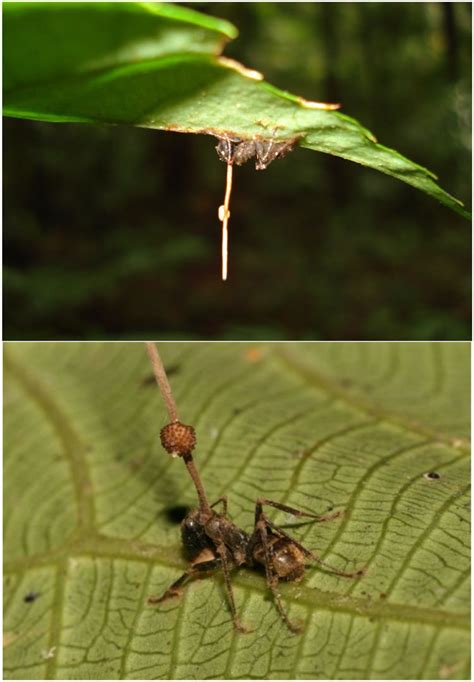 Ophiocordyceps unilateralis - Alchetron, the free social encyclopedia