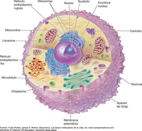 Estructura Interna Y Partes De La Clula Eucariota 66542 The Best Porn