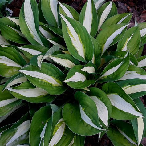 Хоста гибридная White Bikini L Купить саженцы хосты по выгодной цене