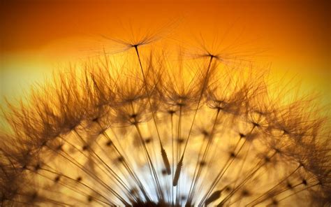 Wallpaper Sunlight Sunset Flowers Nature Reflection Plants