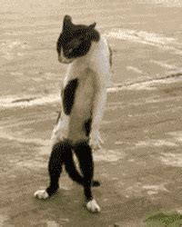 Funny Cat Dancing GIFs - Get the best GIF on GIPHY