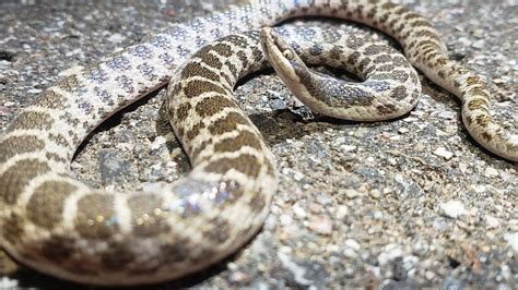 Kansas Herpetofaunal Atlas