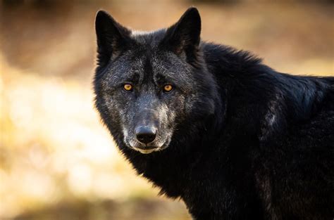 For some wolves, a black coat isn’t just fashionable—it’s a lifesaver ...