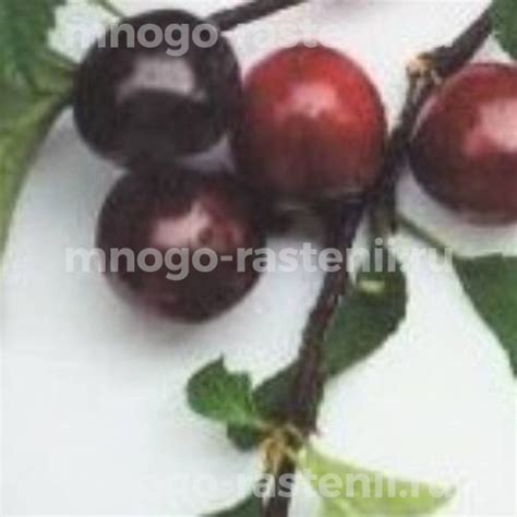 Саженцы Вишня войлочная Смуглянка купить по цене 700 руб. в Москве с ...