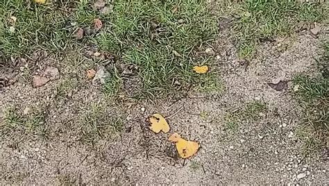 Comorados S Porn Videos And Reels Nude Photos And Bio On Xhamster