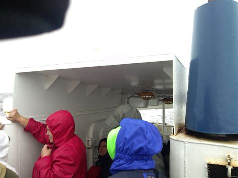 Найди чайку!) | Пикабу