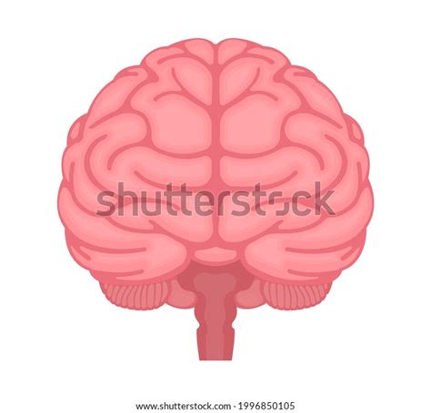 5,765 Brain Illustration Front Images, Stock Photos & Vectors ...