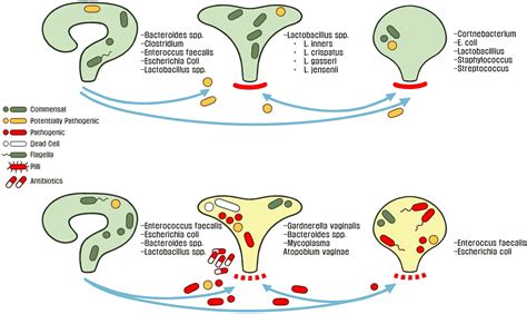 Frontiers Recurrent Urinary Tract Infections Unraveling The Complicated Environment Of