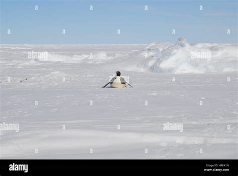 Emperor Penguin, Antarctica Stock Photo - Alamy