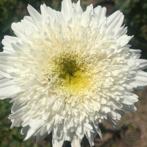 Ромашка махровая в ассортименте (Leucanthemum double in the assortment ...