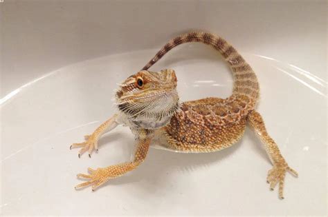 How To Bathe A Bearded Dragon The Hassle Free Guide