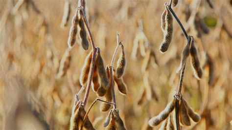 Омская компания откроет новый завод по производству соевых продуктов ...