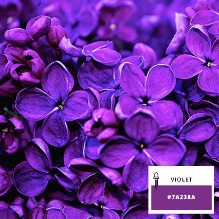 VIOLET - Couleur violette