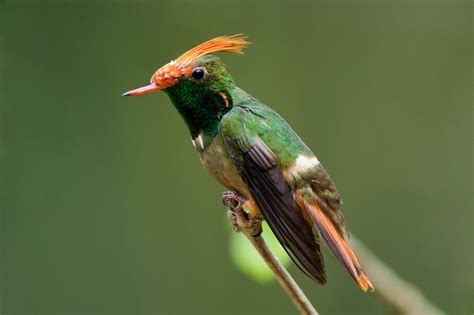 Seeing birds in Panama – BirdingFieldGuides Blog