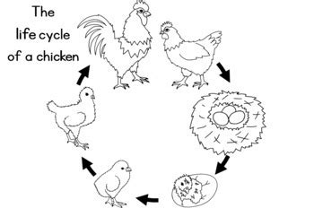 Chicken life cycle worksheet by Little Blue Orange | TpT