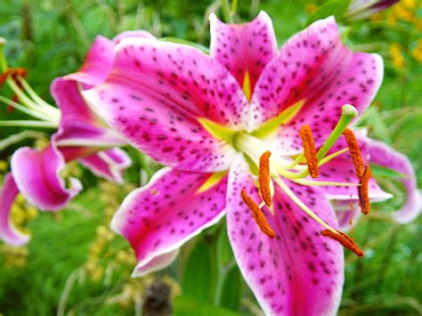 Free pink stargazer lily Stock Photo - FreeImages.com