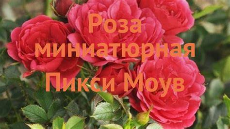 Роза миниатюрная Пикси Моув (mauve pixie) 🌿 Пикси Моув обзор: как ...