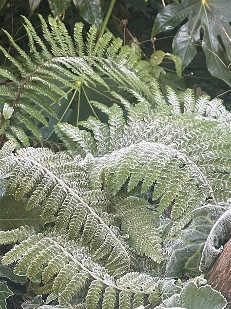 Arundel and Elgin Gardens, Notting Hill, London