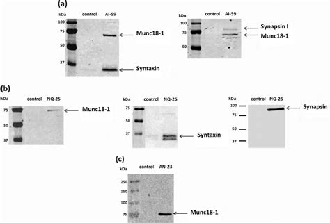 Munc18-1, synapsin I, and syntaxin interacted with the cytoplasmic ... 