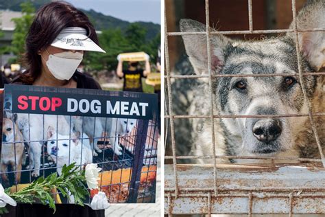 South Korea Bans Dog Meat Trade, Sparking Debate Between Older And ...