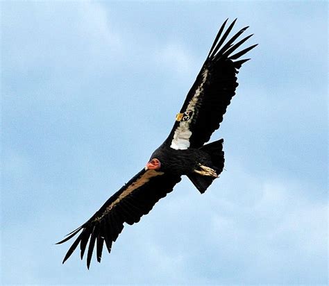 California condor - Wikipedia