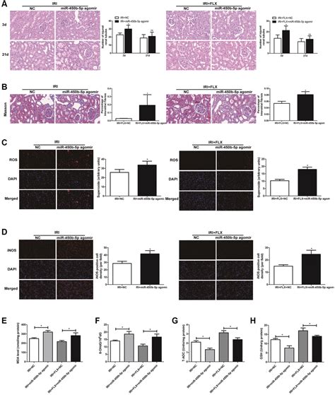 Protective Effect Of Fluoxetine Against Oxidative Stress Induced By