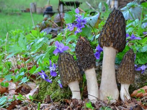 4 Top Facts Of The Black Morel Mushroom