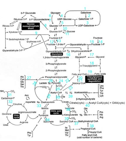 Metabolic Map Flashcards Quizlet