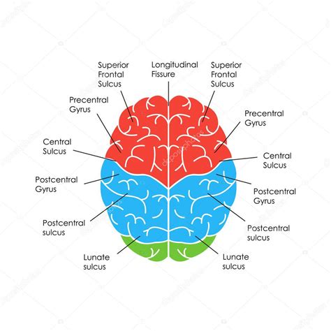 Cartolina Di Anatomia Cerebrale Umana Vettore Grafica Vettoriale