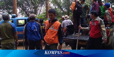 Korban Serangan Babi Hutan Ternyata 5 Orang Ini Kronologi Lengkapnya