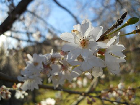 城峯公園冬桜開花状況 神川町観光協会