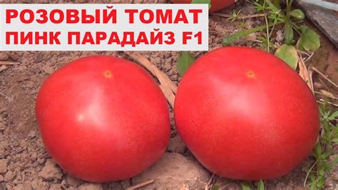Томат Пинк Импрешн: характеристика и описание гибридного сорта с фото