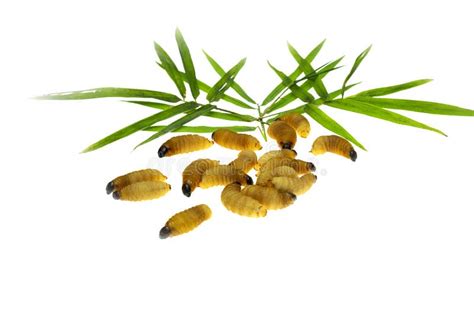 Red palm weevil larvae stock photo. Image of nature - 139636684