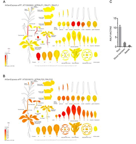 Receptor Kinase Feronia Regulates Flowering Time In Arabidopsis