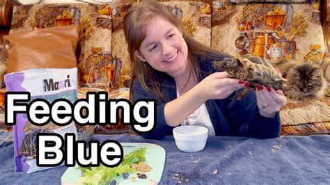 Feeding My Tortoise Blue Koa Update YouTube