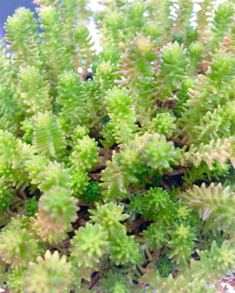 Sedum Sexangulare Tasteless Stonecrop Bright Yellow Flowers In June