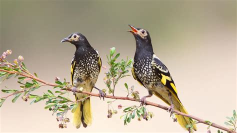 One of Australia’s rarest birds found in Brisbane | The Courier Mail